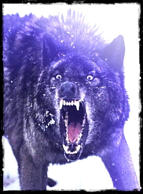 A Redenção do Lobo