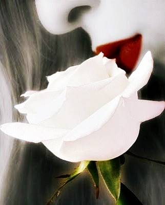 White Rose - (Rosa Branca)