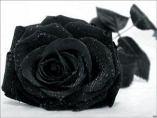 A Deslocadora - a Rosa Negra