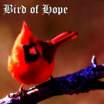 Bird Of Hope