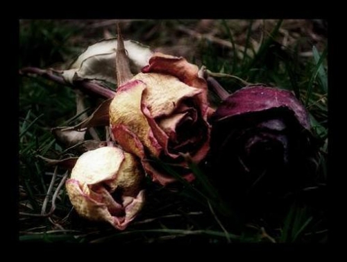De Rosas E Morte