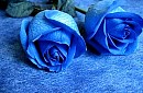 A rosa azul