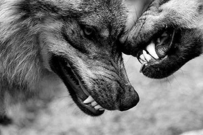 Lobos Não Choram