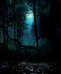 Um brilho mortal na floresta