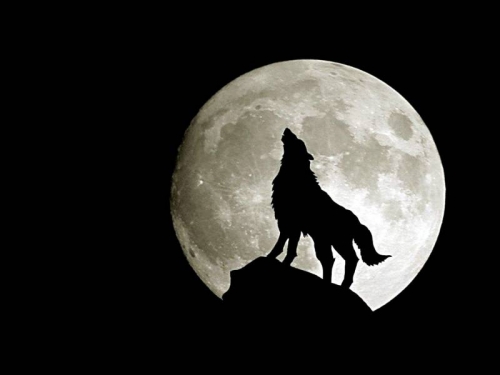 King Wolf : Origins