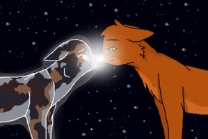 Estrela da Noite (CdS), Wiki Gatos Guerreiros