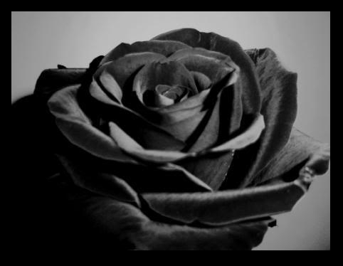 Worthy Dark Roses