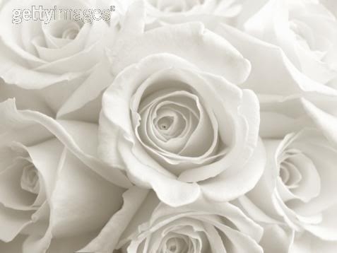 Rosas Brancas Sem Espinhos