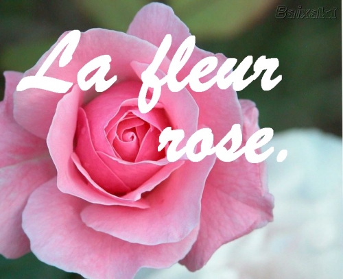 La Fleur Rose.