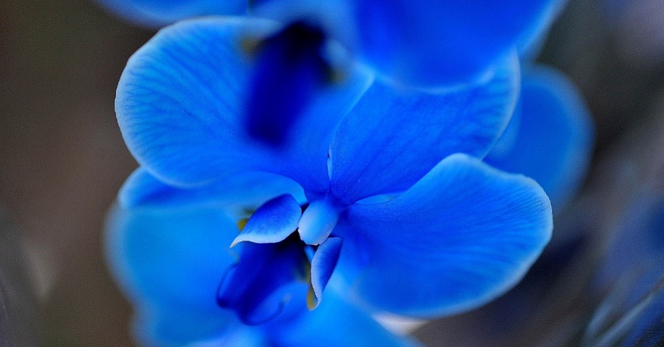 Orquídeas Azuis.