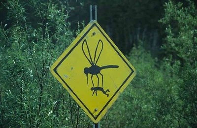 Os Caçadores De Mosquitos