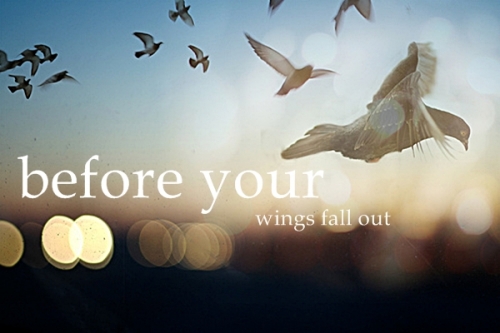Before Your Wings Fall Out