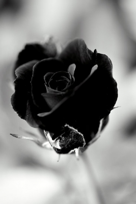 Black Rose