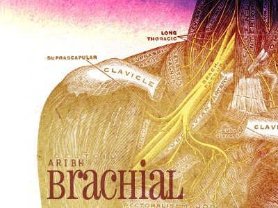 Brachial