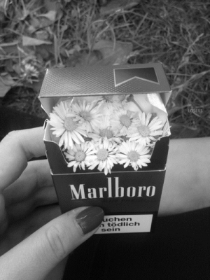 Flowers and Cigarettes