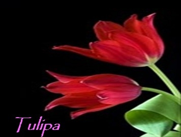 One-shot ::: Tulipa