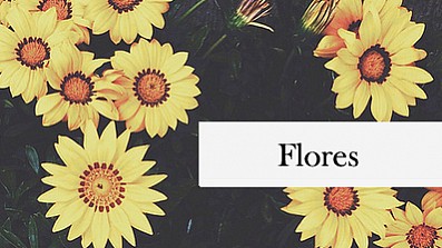 Flores - Série de One-Shots