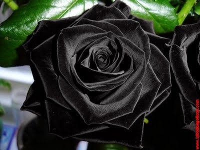 A Rosa em um Jardim de Coração