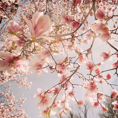 Iridium Space - The Last Cherry Blossoms