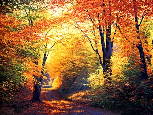 As Folhas Amarelas Do Outono