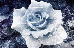 Rosa de Gelo