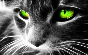 Olhos De Gato