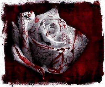 A Flor de Gelo, a Rosa de Sangue