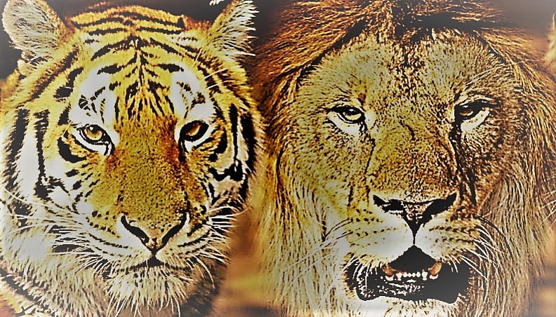 O Leão e o Tigre