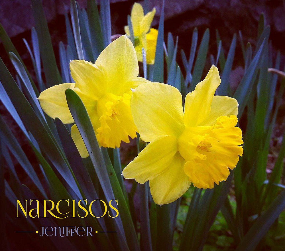 Narcisos
