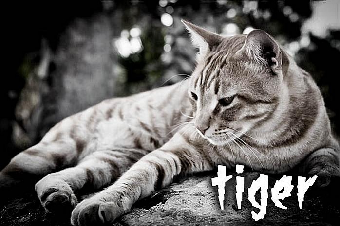 Tiger – Especial Babá Perfeita