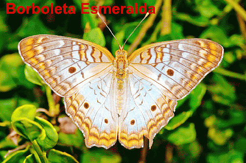 Borboleta Esmeralda