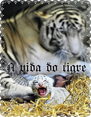 A vida do Tigre